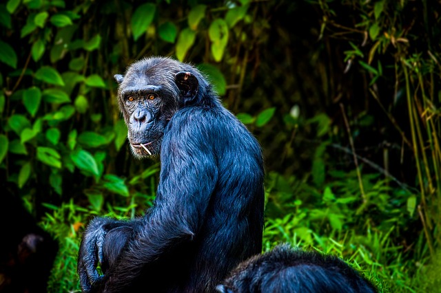 hiv chimpansee